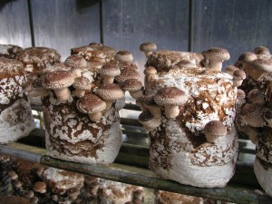 菌床しいたけ